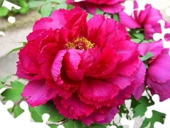 Pink, peony