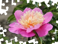 Pink, peony