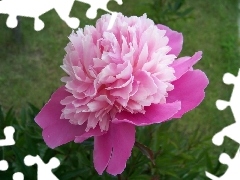 Pink, peony