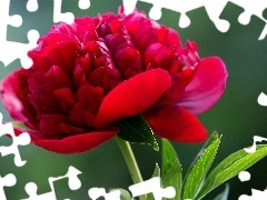 Colourfull Flowers, red hot, peony