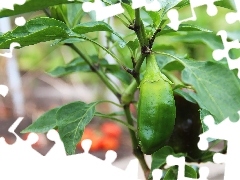 Green, pepper