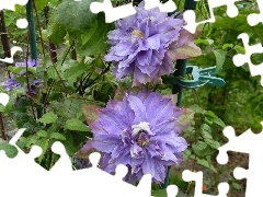 purple, an, Pergola, Clematis