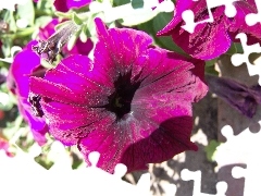 Flowers, Petunia