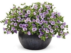 petunia, pot, Violet