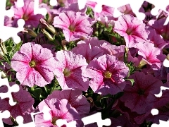 Petunia