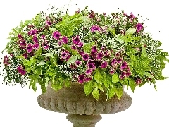 petunias, bowl, purple