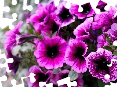 purple, petunias