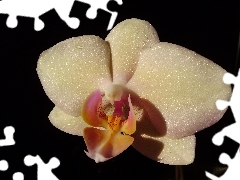 orchid, Phalaenopsis