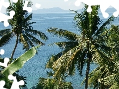 Philippines, Palms, Ocean