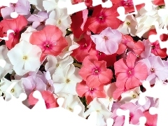 phlox, Flowers, color