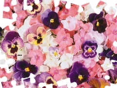 color, pansies, phlox, Flowers