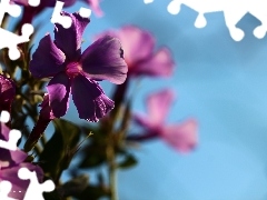 purple, phlox