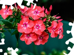 phlox, Flowers, Red