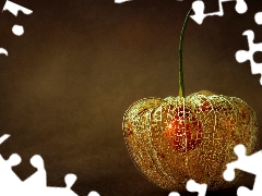 physalis