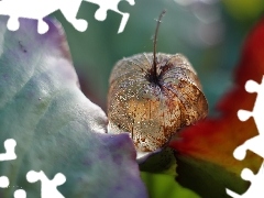 physalis bloated, plant