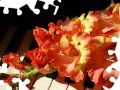 gladioli, Piano