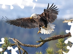 Bird, flight, branch pics, American Bald Eagle