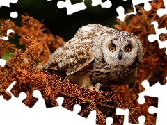 owl, conifer, branch pics, Brown Owl