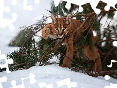 winter, Caracal, branch pics