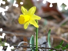 jonquil, picture