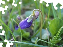 picture, Violet, violet