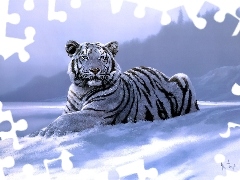 winter, tiger, picture, White