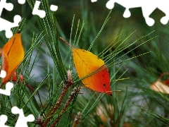 Autumn, needle, pine, leaves