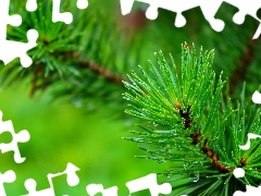 Green, conifer, pine, twig
