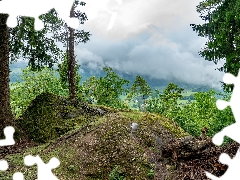 viewes, pine, Mountains, trees, Fog