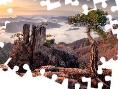 Fog, pine, Mountains, rocks, Sunrise