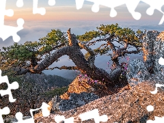 rocks, Fog, Mountains, pine