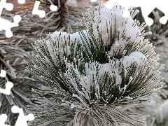 A snow-covered, pine