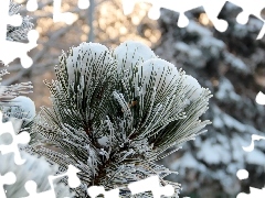 Frost, A snow-covered, pine