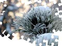 winter, A snow-covered, pine