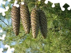 pine, cones, Twigs