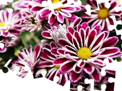 Pink, beatyfull, Chrysanthemums