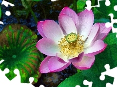 Colourfull Flowers, flakes, lotus, Pink