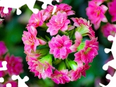 Kalanchoe, Colourfull Flowers, Pink