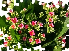 Kalanchoe, Colourfull Flowers, Pink