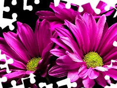 Flowers, Pink, Dark Background, Chrysanthemums