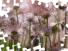 fades, pasque, seedheads, Pink