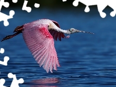 flight, Bird, Pink Spoonbill