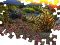 Pink, Flowers, west, sun, Cactus