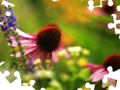 Colourfull Flowers, echinacea, Pink