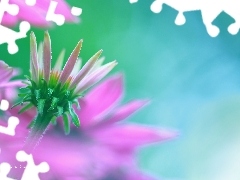 Colourfull Flowers, echinacea, Pink