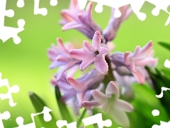 Colourfull Flowers, hyacinth, Pink