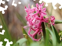 Colourfull Flowers, hyacinth, Pink