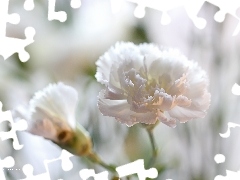 Colourfull Flowers, White, pink