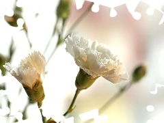 Colourfull Flowers, White, pink