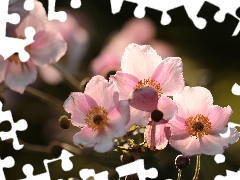 Flowers, Anemone Hupehensis, Pink